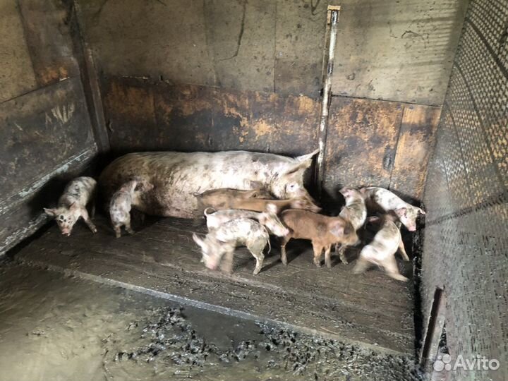 Личное подсобное хозяйство