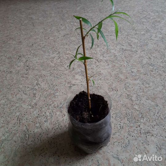 Ива саженец