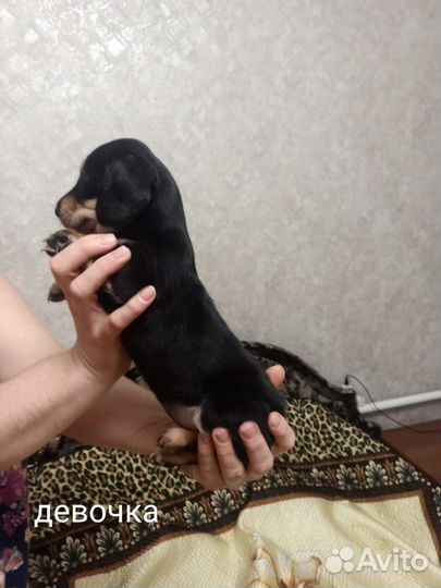 Щенки таксы стандарт
