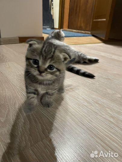 Шотландские вислоухие котята и прямоухие