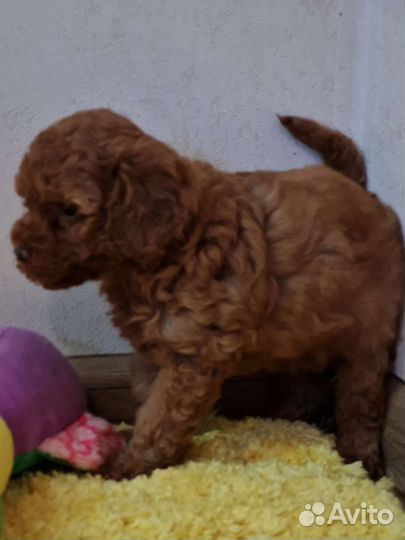 Той-пудель щенки РКФ