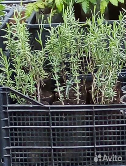 Лаванда саженцы