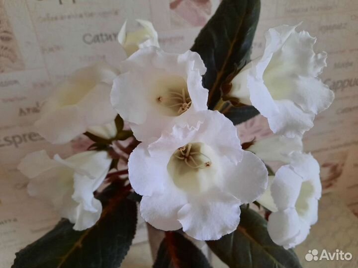 Глоксиния белая