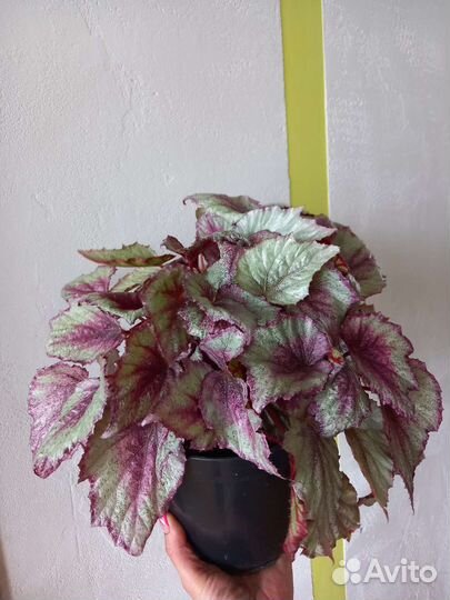 Бегония rex moning dew