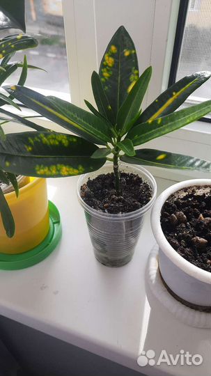 Кодиеум кротон