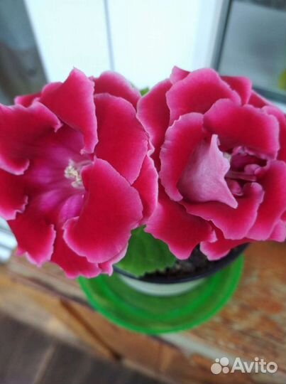 Глоксинии красотки