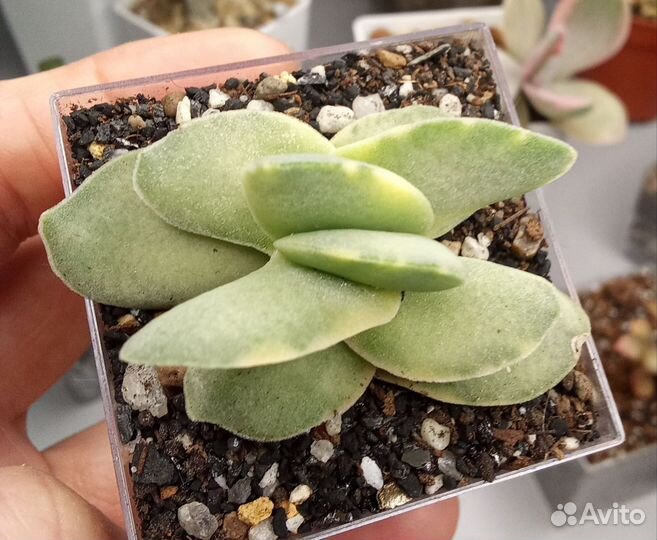 Крассулы сортовые