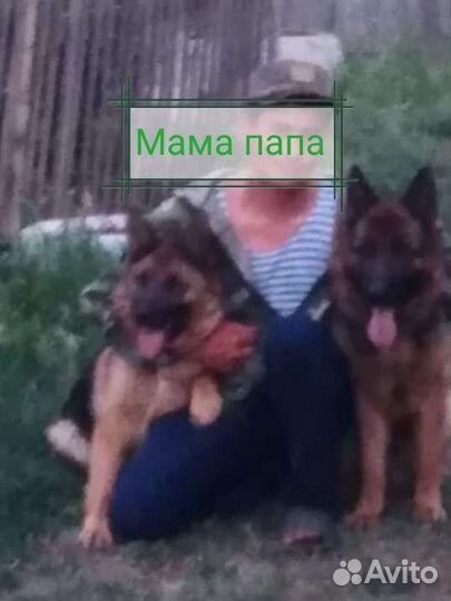 Щенки немецкой овчарки