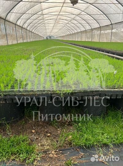 Голубая ель зкс сеянцы