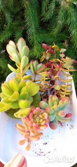 Крассулы. Набор 1