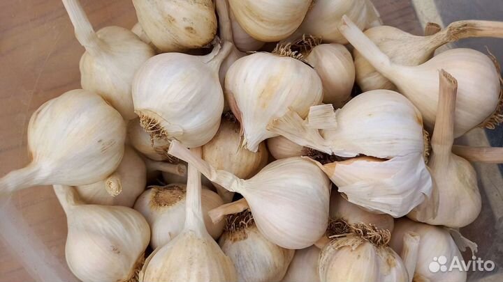 Яровой чеснок