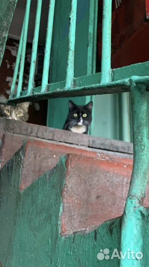 Котейки в коридорах