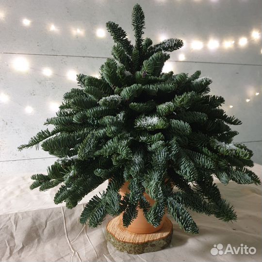 Елка новогодняя живая