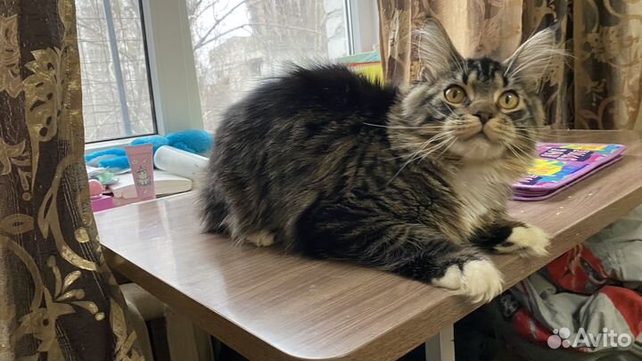 Мейн-кун кошечка