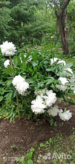 Пион Festiva Maxima