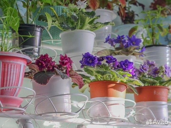 Фиалки в подарок