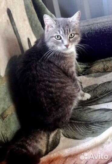 Кошка Мара