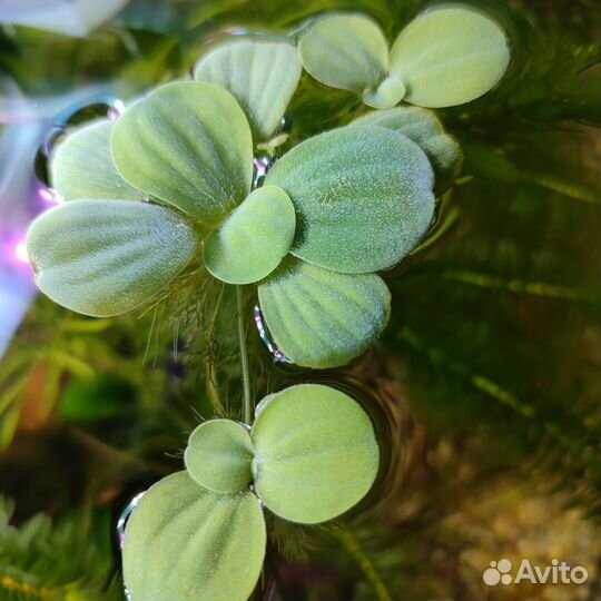 Растения для аквариума
