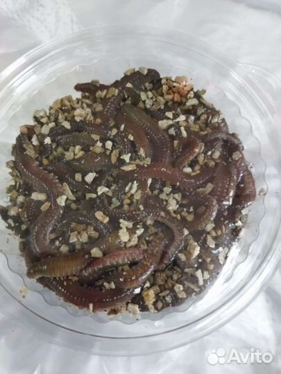 Червь нереис китайский