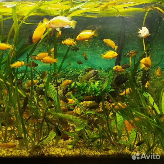 Малавийские цихлиды и корма