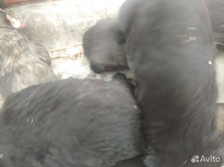 Кавказская овчарка