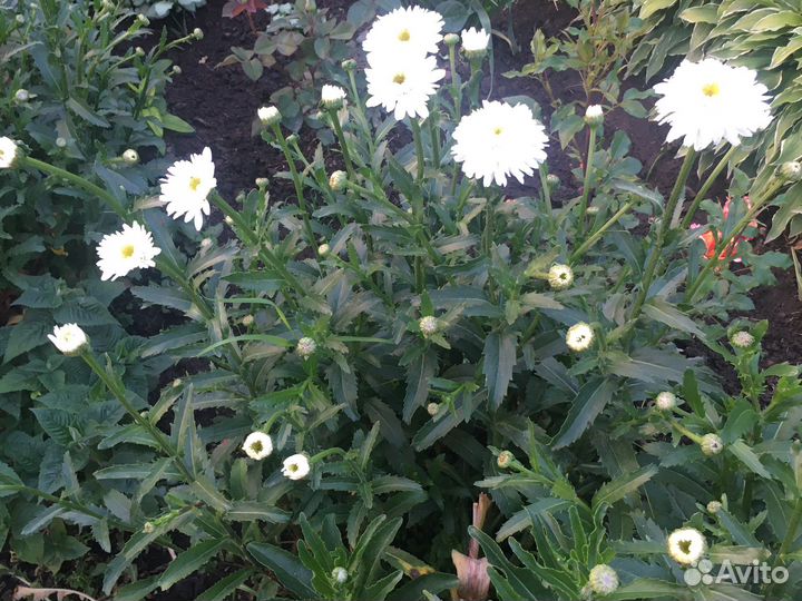 Ромашка сортовая