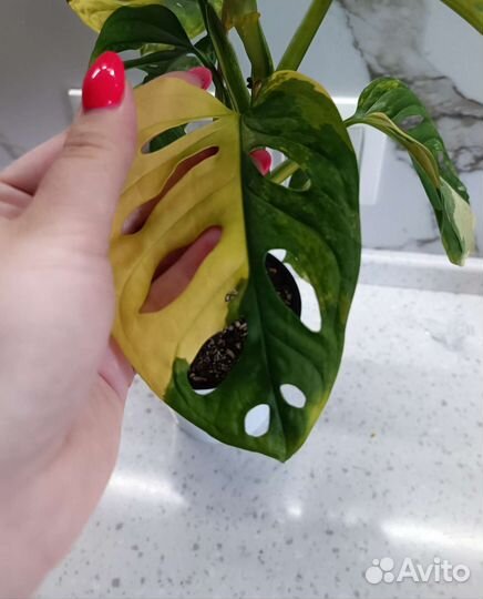 Монстера адансона вариегатная