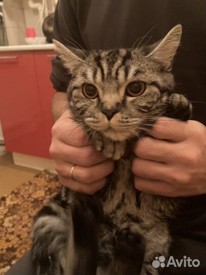 Британский кот