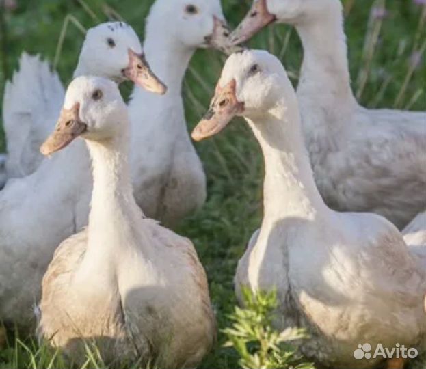 Муларды, утки, бройлеры