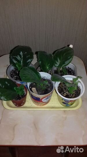 Комнатные растения