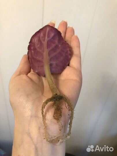 Фиалка укорененный черенок (посажен)