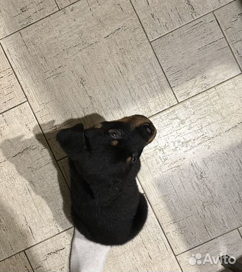 Щенки ротвейлера