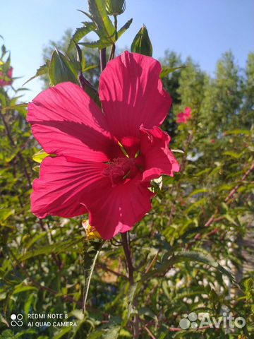 Гибискус Красный саженцы