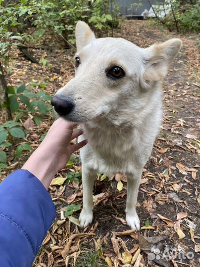 Небольшая ласковая собака в добрые руки