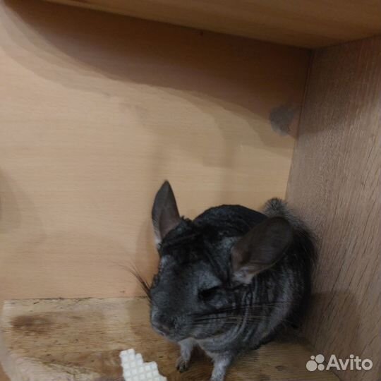 Шиншилы с клеткой