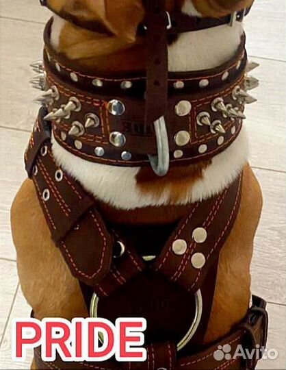 Амуниция для собак