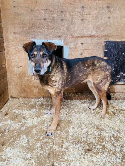 Собака Магда грустит в приюте
