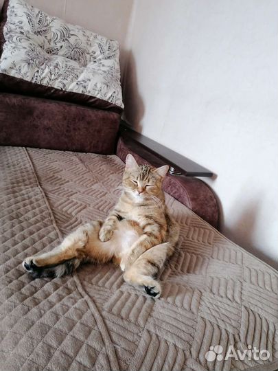 Отдам кошку в добрые руки