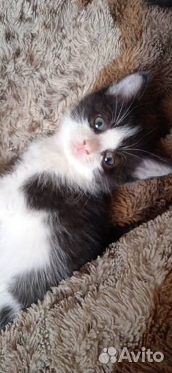 Отдам котят