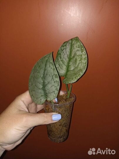 Сциндапсусы, филодендроны, монстеры 2