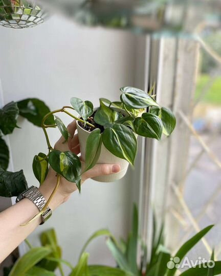 Филодендрон сканденс бразил