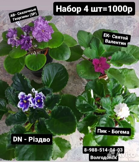 Фиалка набором