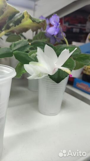 Комнатные растения цветы