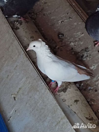 Продажа голубей