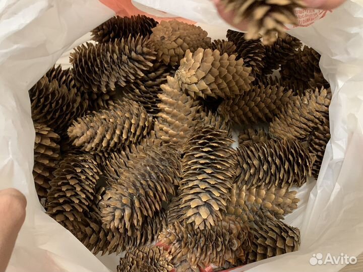 Шишки еловые