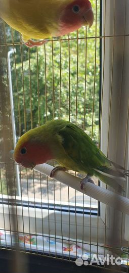 Неразлучники. Пара