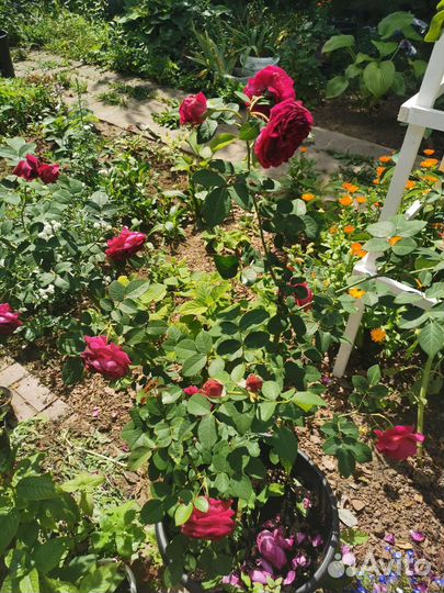 Роза английская Вильям Шекспир