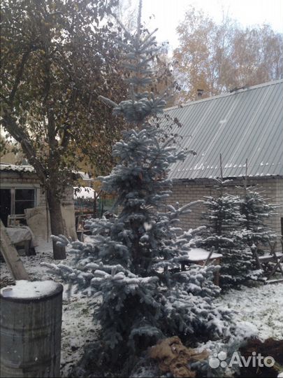 Ель колючая голубая, пихта корейская, сосна горная