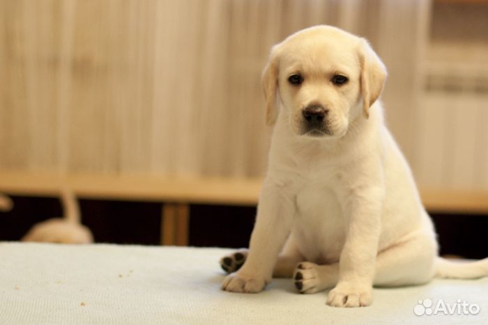 Черная девочка лабрадор