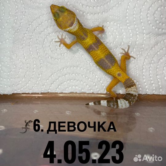 Геккон эублефар